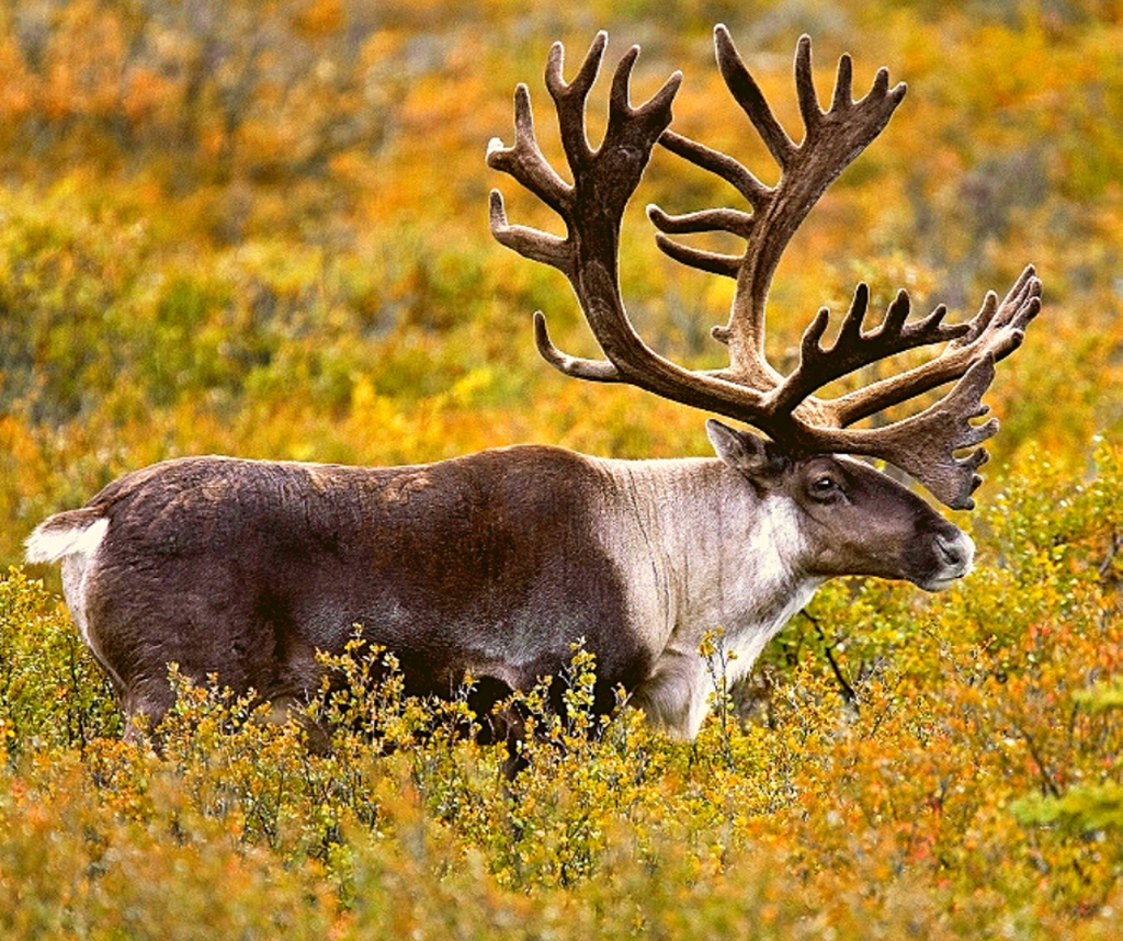 big caribou